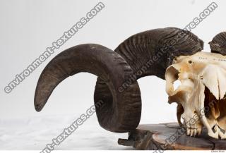 mouflon skull antlers 0004